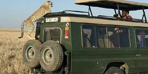 Safari de luxo em grupo de 5 dias saindo de Moshi na Tanzânia (2026 - 2027)