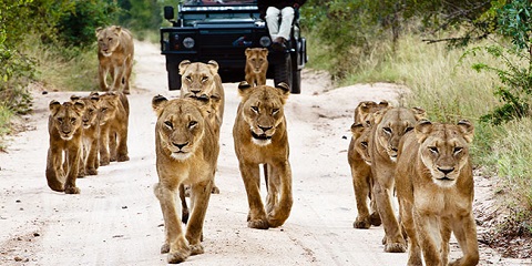Tanzanya'daki Arusha'dan 3 Günlük Özel Lüks Safari (2026 - 2027)