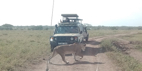 Zanzibar'dan 4 Günlük Tanzanya Grubu Orta Sınıf Safari (2026 - 2027)