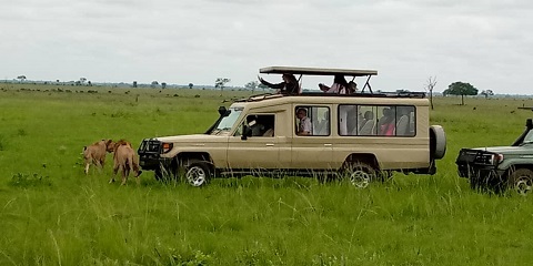 5-tägige Tansania-Gruppensafari (2 Nächte in der Serengeti) in der Nähe des Kilimandscharo