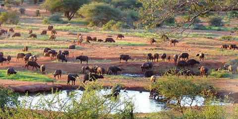 2-Day Tsavo East & Tsavo West Luxury Safari from Diani Beach