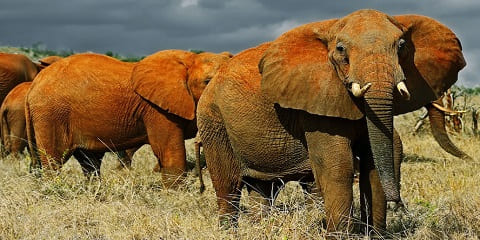 2-Day Budget Safari Tsavo East & Tsavo West from Malindi Kenya