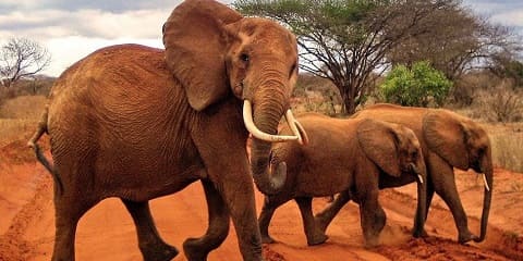 1-Day Tsavo East Private Safari from Malindi, Kenya