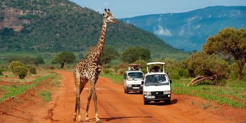 1-Day Tsavo East Private Safari from Watamu Beach, Kenya