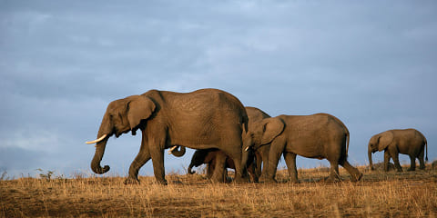 1-Day Tsavo East Private Safari from Mombasa