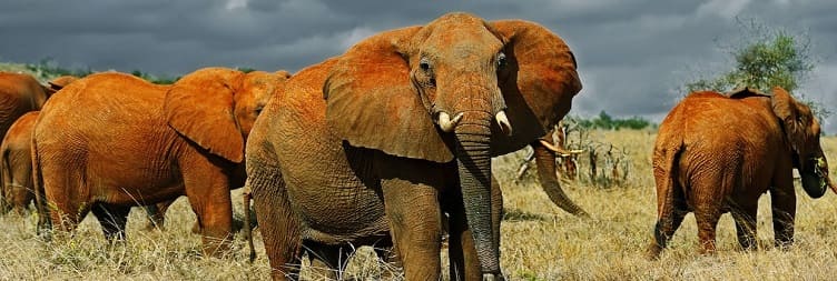 Mombasa – Tsavo East National Park