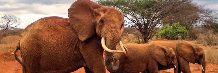Malindi – Tsavo East – Return to Malindi