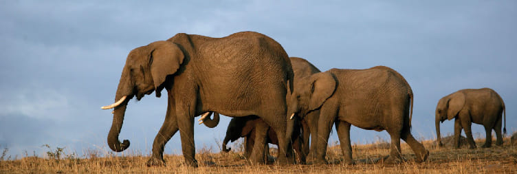 Malindi – Tsavo East National Park