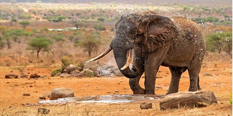 4-Day Tsavo West & Amboseli Luxury Safari from Kenya Beach