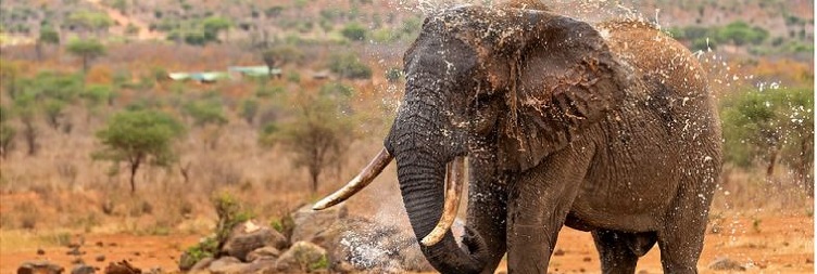 Tsavo West – Diani Beach