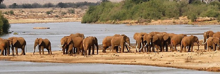 Full Day Safari in Tsavo West National Park
