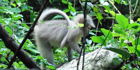 4 روز سافاری میان‌رده خصوصی از دارالسلام در جنوب تانزانیا (2026 - 2027)
