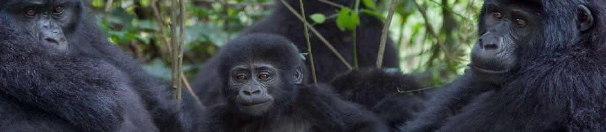12-Day Private Rwanda Gorilla & Chimpanzee Tracking, Tanzania Safari & Zanzibar Beach Holiday tour banner