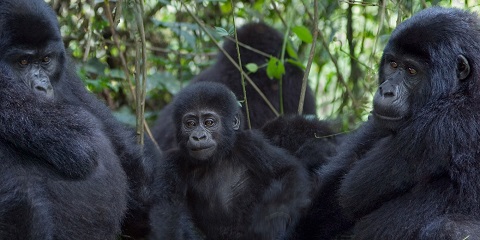 Discover All Top-Rated Rwanda Safari Tours for 2026/2027 - Top Africa Tours