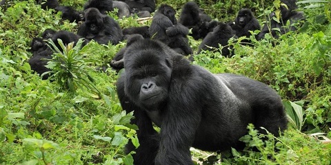 Mazuva maviri Akasarudzika Gorilla Trek kubva kuKigali muRwanda (2026 - 2027)