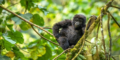 1-Day Private Gorilla Trekking Tour in Volcanoes National Park from Kigali, Rwanda