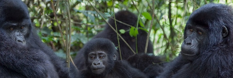 Scenic Drive to Volcanoes National Park