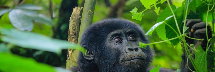 Transfer to Volcanoes National Park