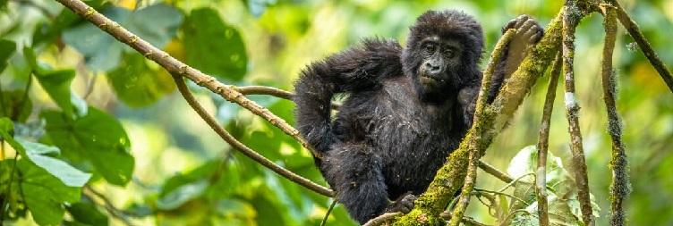 Golden Monkey Trek & Transfer to Kigali