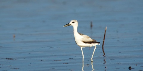1-dags privat fugletur i Michamvi, Zanzibar (2026 - 2027)