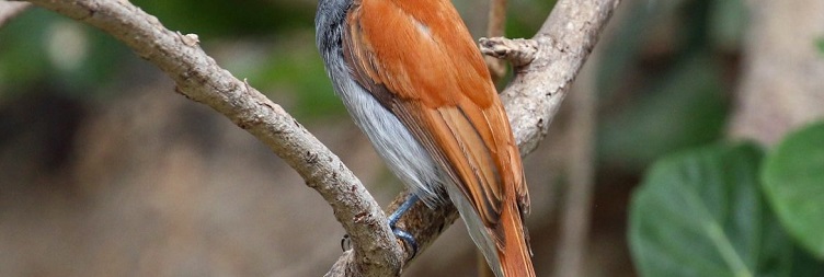 Excursió d'observació d'aus a Pingwe