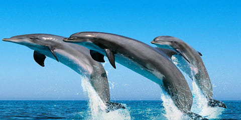 Poludnevna privatna tura u lov na delfine u Kizimkazi, Zanzibar (2026. - 2027.)