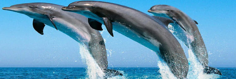 Dolphin Chasing Tour in Chwaka
