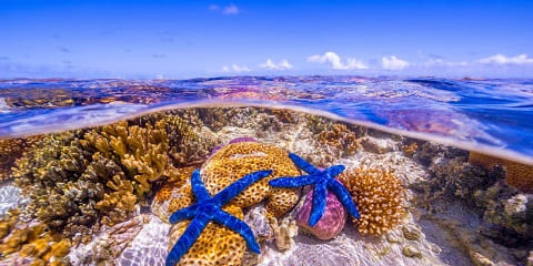 ザンジバル島キジムカジの半日プライベートガイド付きリーフウォークツアー（2026 - 2027）