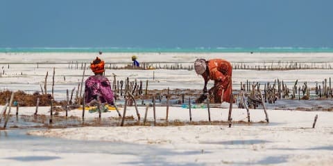 Half-Day Private Seaweed Farm Visit in Chwaka, Zanzibar (2026 - 2027)