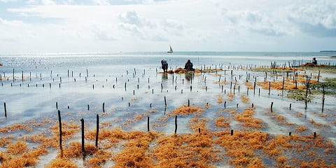 Njem ugbo mmiri nkeonwe nke otu ụbọchị na Mchangani Beach, Zanzibar (2026 - 2027)