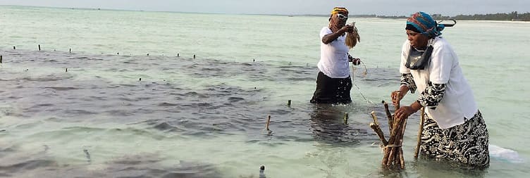 உரோவாவில் கடற்பாசி பண்ணை வருகை