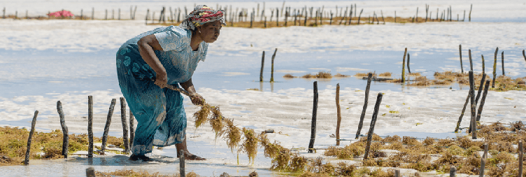 Seaweed Farm Tour in Paje