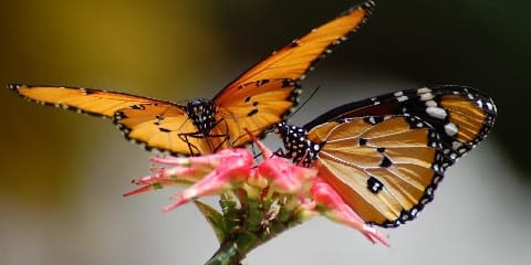 Excursión privada de medio día ao Centro de bolboretas de Zanzíbar (Zbc) desde Chwaka en Zanzíbar (2026 - 2027)