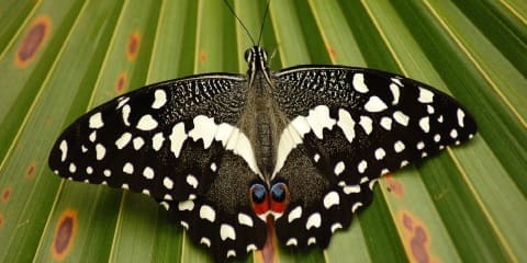 Ziara ya Nusu Siku ya Kituo cha Kipepeo cha Kibinafsi cha Zanzibar (Zbc) kutoka Mangapwani Zanzibar (2026 - 2027)