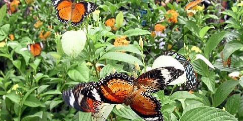 Hálfs dags einkafiðrildamiðstöð Zanzibar (Zbc) ferð frá Pingwe á Zanzibar (2026 - 2027)