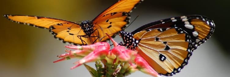 Обилазак Занзибарског центра лептира (ЗБЦ).