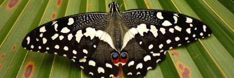 Занзибар көбелек орталығына (ZBC) саяхат