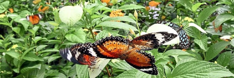 Zanzibar Butterfly Center (ZBC) -kierros
