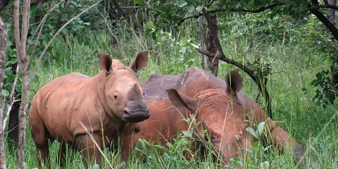 8 Days Big 5 i Primate Private Budget Safari iz Entebbea u Ugandi (2026. - 2027.)