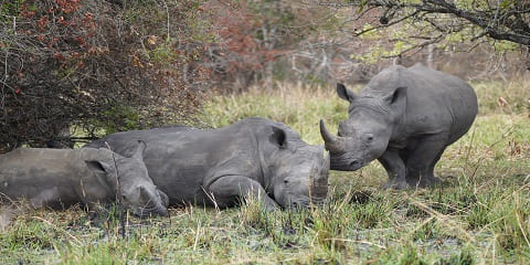 1-daagse privédag neushoorntrekking in Ziwa Rhino Sanctuary Trip vanuit Entebbe, Oeganda (2026 - 2027)