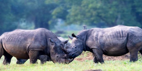 Jednodnevno privatno pešačenje nosoroga u obilasku utočišta nosoroga Ziwa iz Entebbea, Uganda (2026. - 2027.)