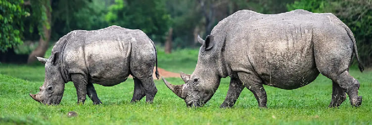 Ziwa Rhino Trekking & Transfer to Gulu