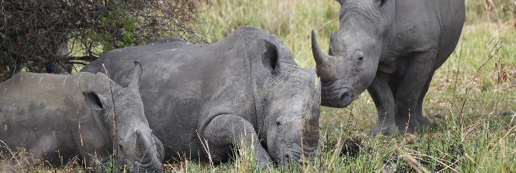 Трекинг со носорог на Зива на патување во засолништето на носорогот Зива